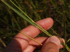 Panicum repens, photograph (c) Duarte Frade, some rights reserved (CC BY)
