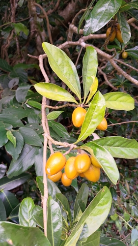 Pittosporum moluccanum observed 2026-08-16