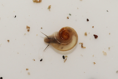 Hippeutis complanatus