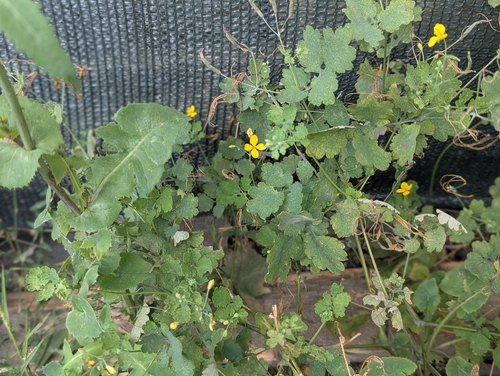 Greater celandine