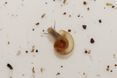 Hippeutis complanatus