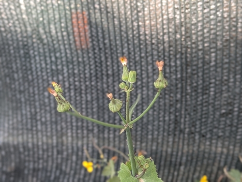Common Sow-thistle