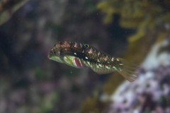 Halichoeres nebulosus