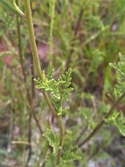 Anisopappus anemonifolius
