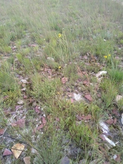 Anisopappus anemonifolius