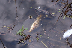 Pimelodus maculatus