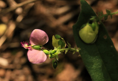 Polygala sphenoptera sphenoptera
