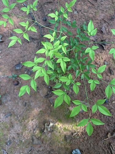 Heavenly bamboo
