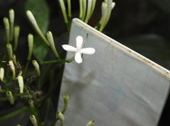 Pavetta hongkongensis