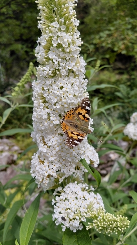 Painted Lady