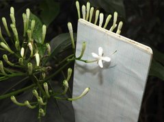 Pavetta hongkongensis