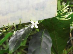 Pavetta hongkongensis