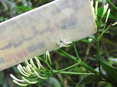 Pavetta hongkongensis