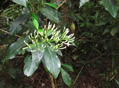 Pavetta hongkongensis