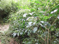 Pavetta hongkongensis