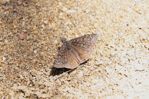 iNaturalist observation photo of Propertius Duskywing