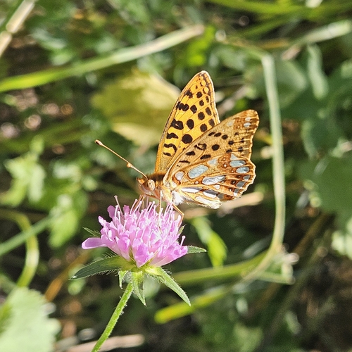 Queen of Spain Fritillary