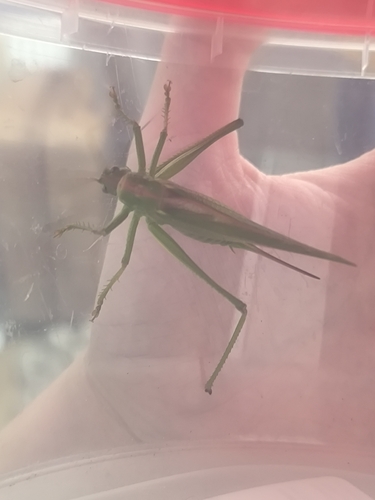 Great Green Bush-cricket
