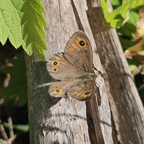 Large Wall Brown