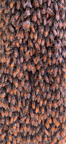 Red Dwarf Honey Bee