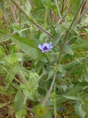 Cichorium endivia