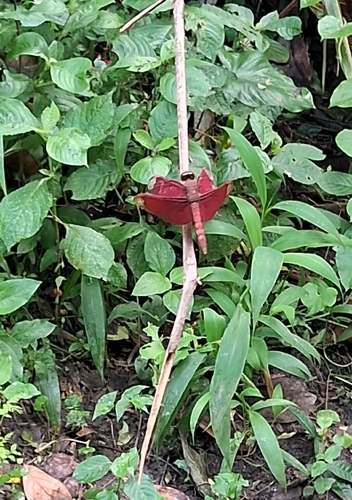 Russet Percher