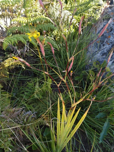 Fan Spiderlily (Ferraria candelabrum)