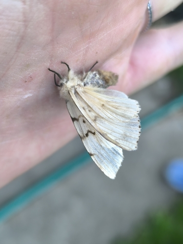 Spongy Moth