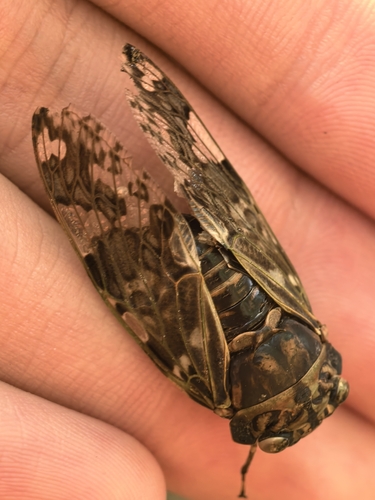 Kaempfer Cicada