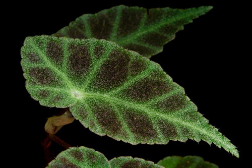 Begonia — photo 1