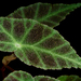 Begonia — photo 1