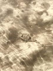 Yongeichthys nebulosus