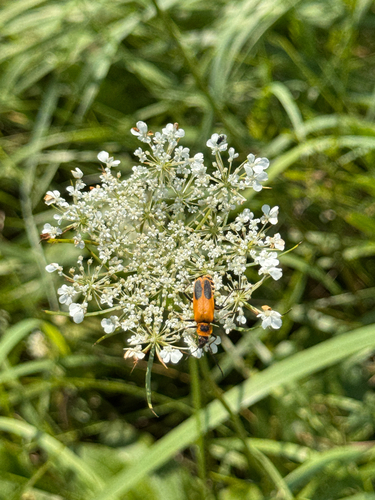 Goldenrod Soldier Beetle