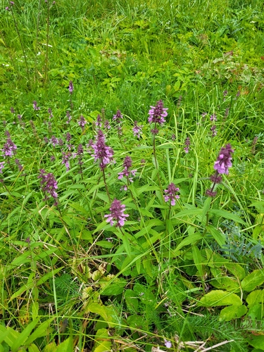 Marsh Woundwort