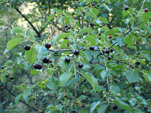 St Lucie Cherry