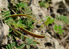 Tephrosia obovata