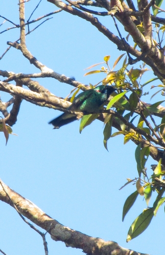 White-vented Violetear