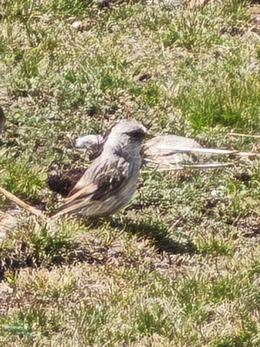 White-rumped Snowfinch