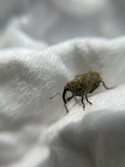 Parethelcus pollinarius