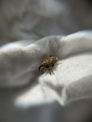 Parethelcus pollinarius
