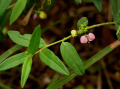 Polygala sphenoptera sphenoptera