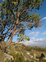 Cussonia angolensis