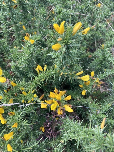 Ulex gallii, photograph 4