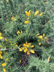 Ulex gallii, photograph (c) Nick Butcher, some rights reserved (CC BY)