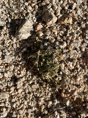 Draba densifolia