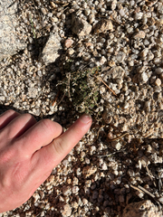 Draba densifolia, photograph (c) glittergravel, some rights reserved (CC BY)