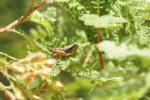 iNaturalist observation photo of Gray Sagebrush Grasshopper