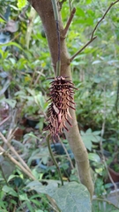 Troides aeacus formosanus