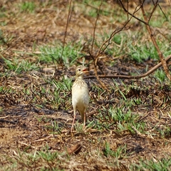 Anthus