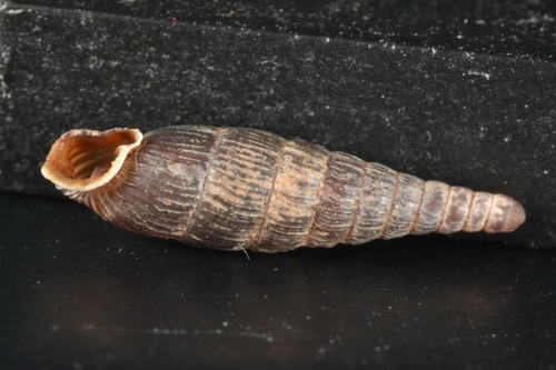 Clausilia cruciata observed 2026-07-18
